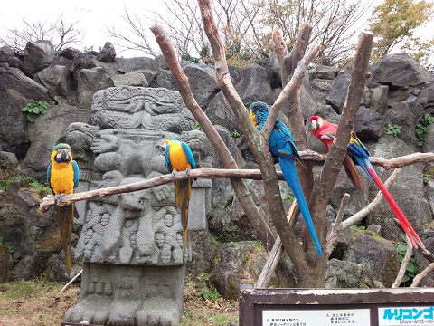 伊豆シャボテン公園20131208