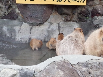 伊豆シャボテン公園　カピバラの露天風呂