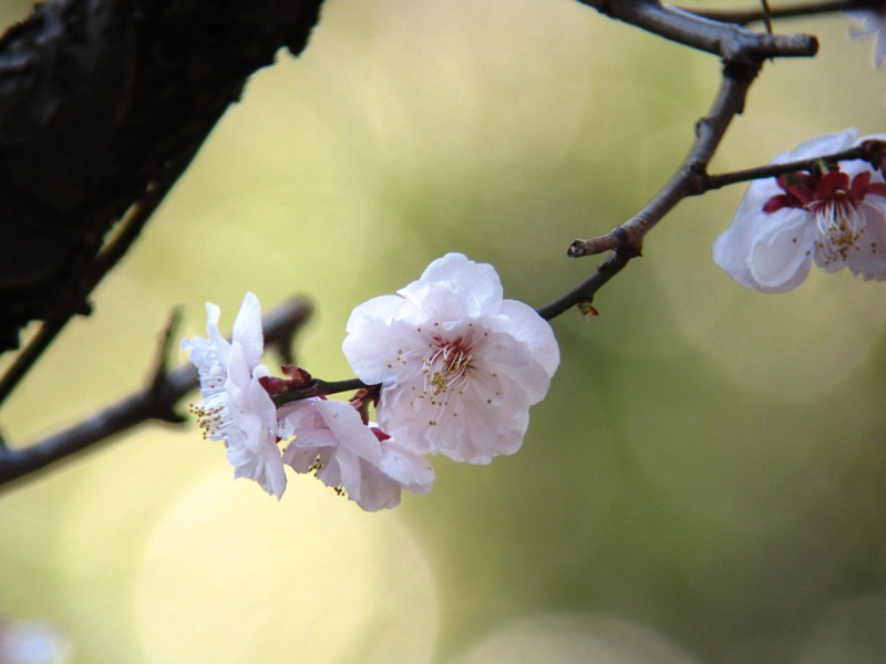 梅の花