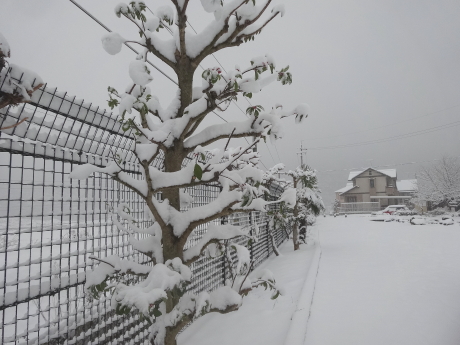 雪景色