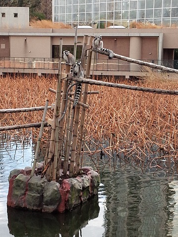 上野動物園20140330