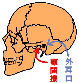 顎関節と外耳口