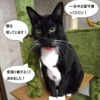 お怒りのココさん