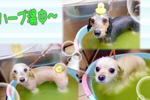 【ひごペット　ゆめタウン廿日市店】ご来店のわんちゃん＆予約状況のお知らせ