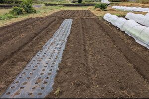 秋冬野菜の追加と夏野菜の撤去