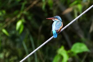 野鳥ちょい撮り特集