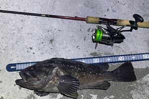 ヲタキッシュ（利尻島で釣り三昧のブログ）