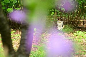 猫と花 ギボウシ Plantain Lily 擬宝珠 Hosta