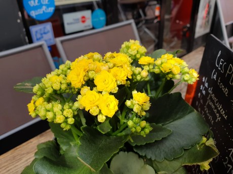 fleurs jaunes