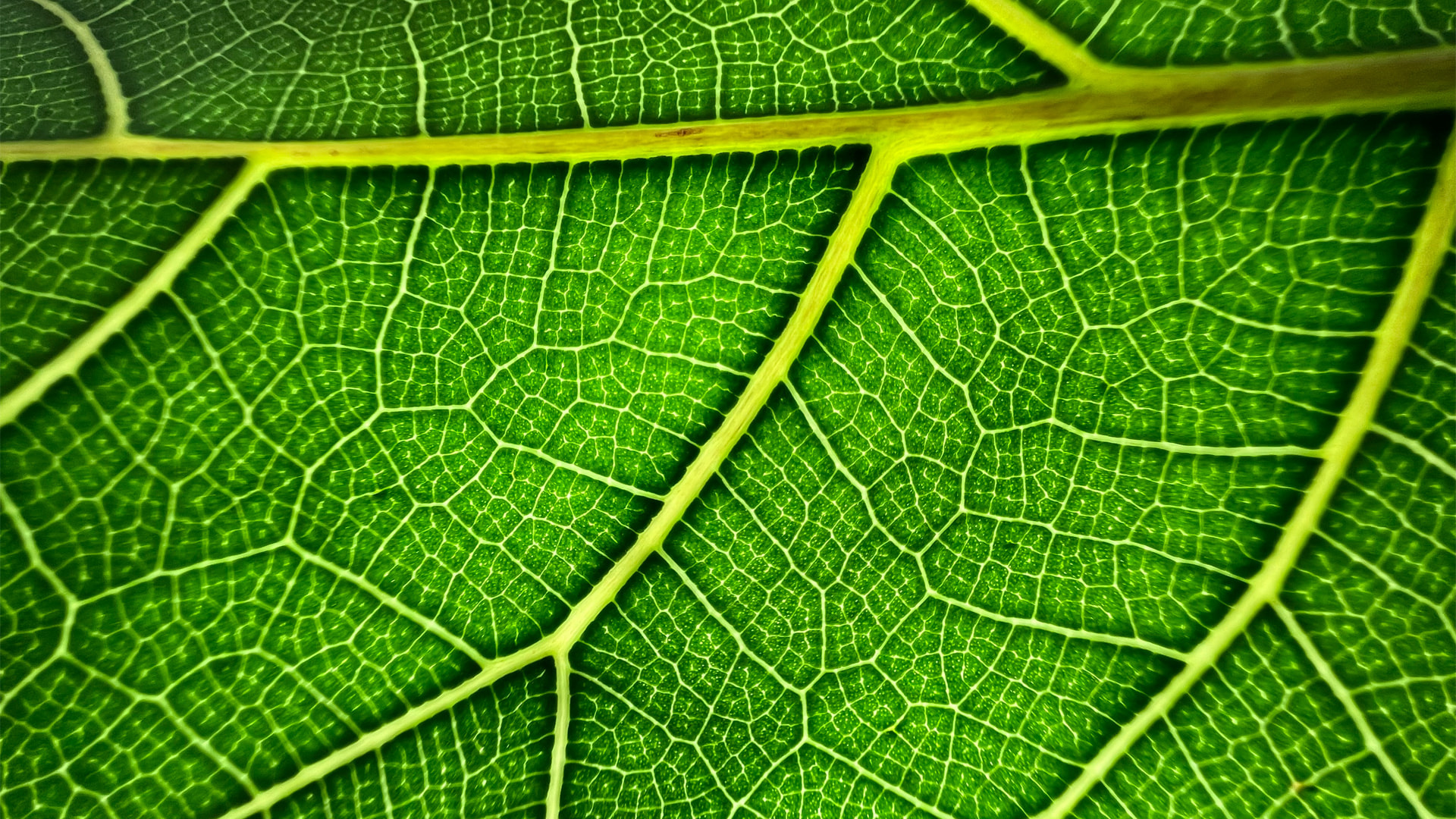 iPhone 13 Pro_Leaf-Macro_facebook