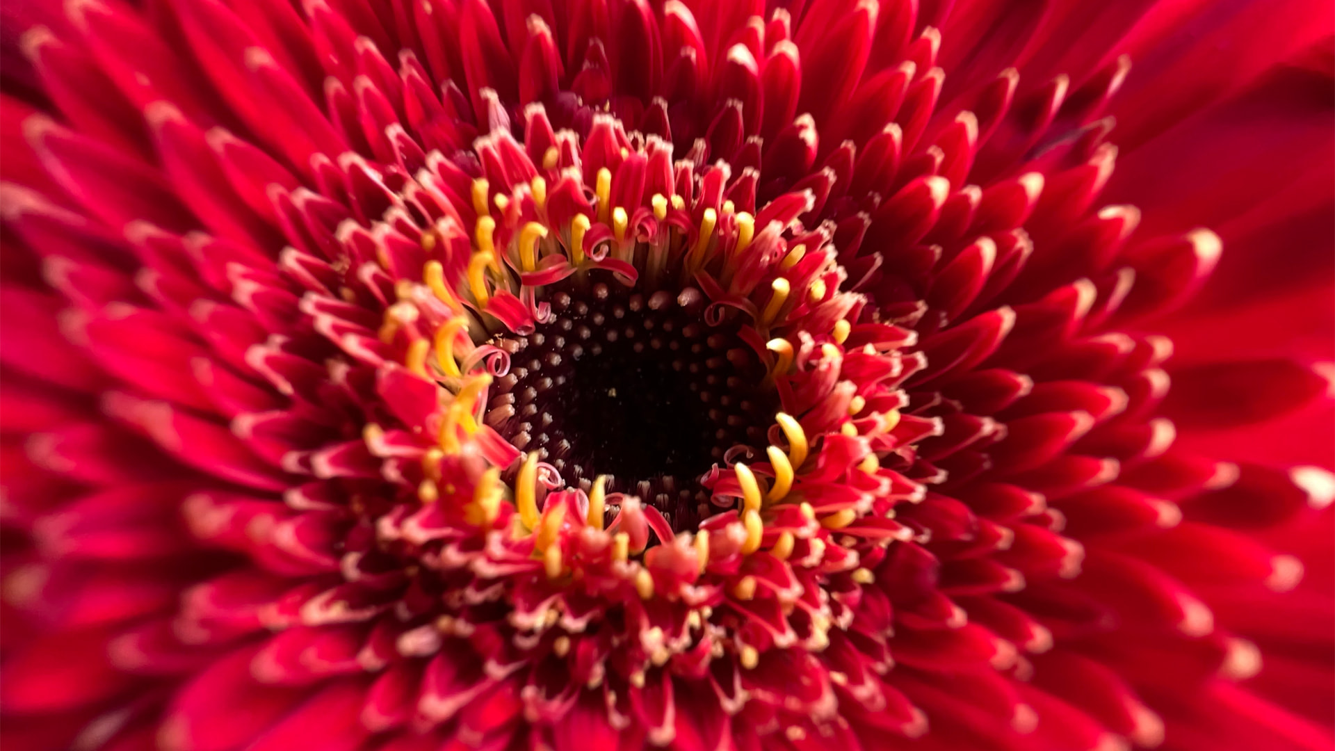 iPhone 13 Pro_Red-Flower-Macro_facebook