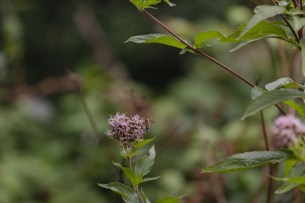 abeille butine une fleur