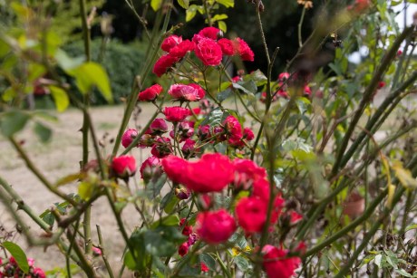 roses dans un jardin