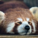 À peine sorti, le mystérieux générateur d’images « Red Panda » fait mieux que Midjourney ou Dall-E