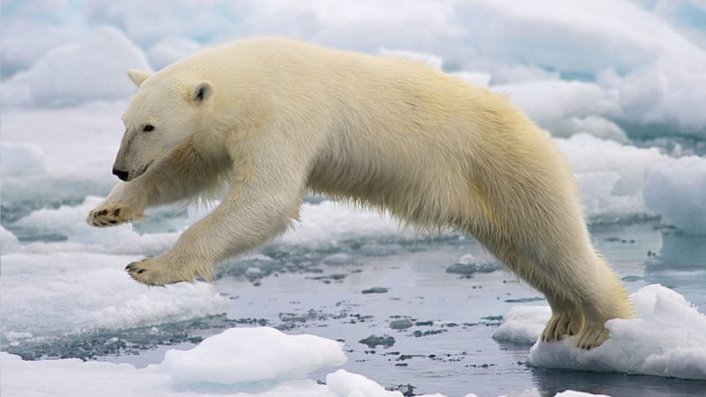 Parmi les conséquences du réchauffement planétaire, la fonte des glaces, qui a des conséquences sur la biodiversité locale. // Source : Arturo de Frias Marques / Wikicommons