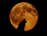 Un loup devant la pleine lune. // Source : Pxhere/CC0 Domaine public (photo recadrée)