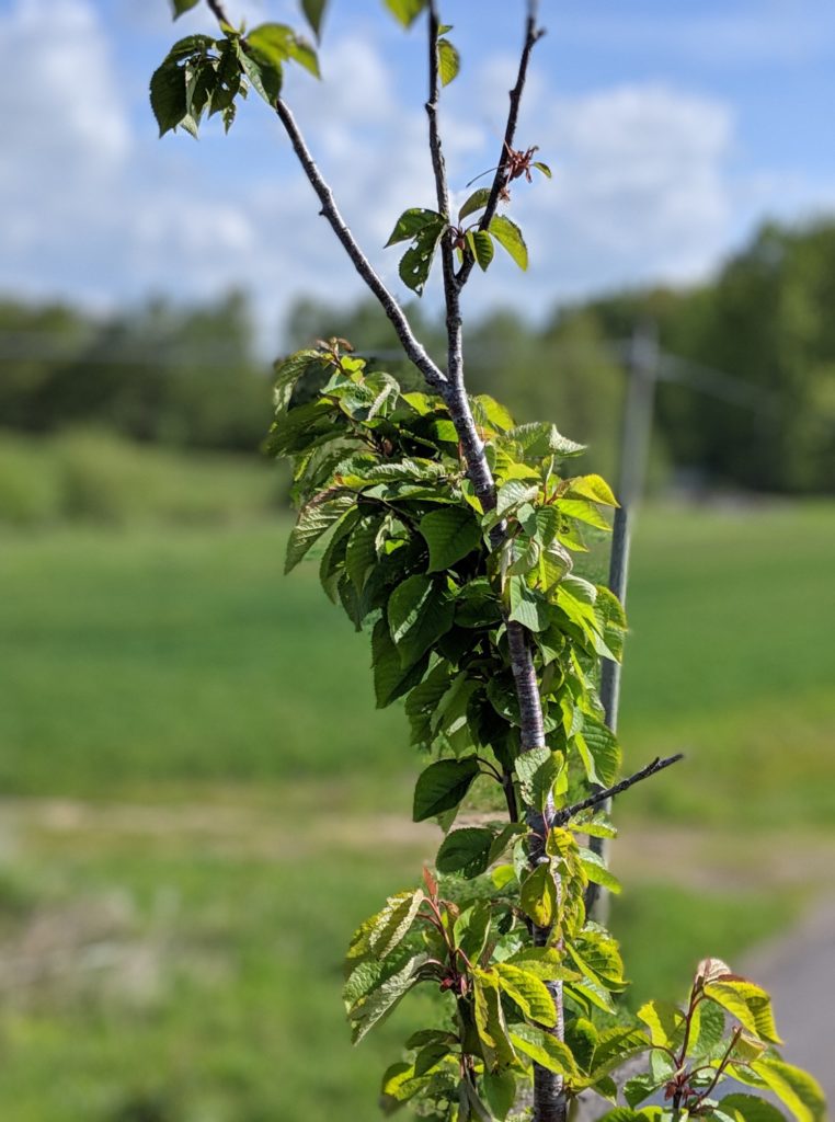 Photo avec le Pixel 3a de Google // Source : Julien Cadot pour Numerama