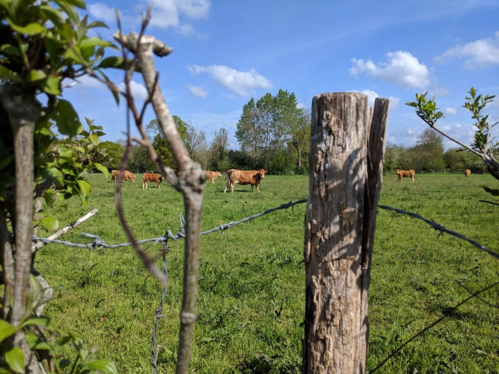 Photo avec le Pixel 3a de Google // Source : Julien Cadot pour Numerama