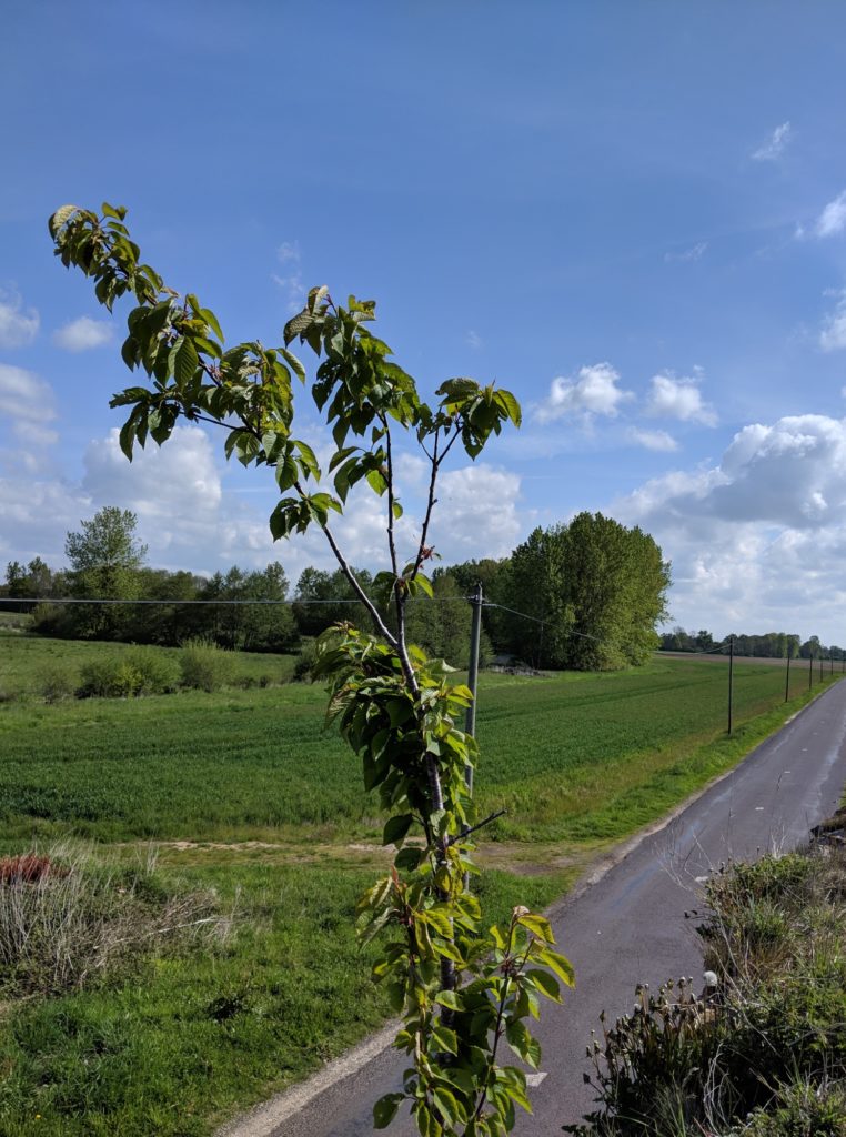 Photo avec le Pixel 3a de Google // Source : Julien Cadot pour Numerama