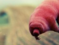 Les tardigrades, selon les espèces, mesurent moins d'un millimètre ou un peu plus. // Source : Domaine public