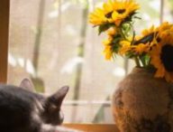 Un chat et un tournesol. // Source : Pexels