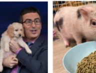 De John Oliver avec des animaux mignons aux animaux mignons sans John Oliver, il n'y a qu'un pas. // Source : Reddit. Montage Numerama avec Canva.