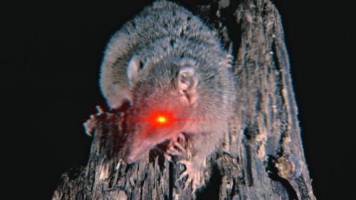 L'antechinus est un marsupial qui intrigue les chercheurs  // Source : ANT / Science