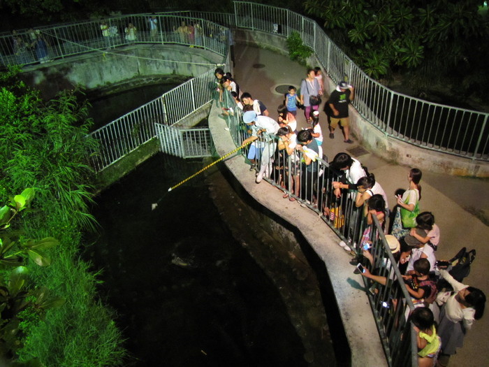 沖縄こどもの国【夜の動物園】