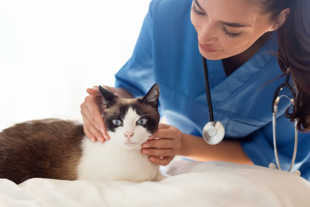 Pet Care, Medical Check Up. Skilled Veterinarian Woman Making Health Diagnostic Of Domestic Cat In Veterinary Clinic. Visit to Vet Doctor Concept. Selective Focus On Animal