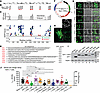 In silico prediction of NaV1.7 IDRs and design of candidate NaV1.7iPAs.