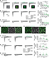 NaViPA1 on INa of rat DRG neurons (male) and hiPSC-SNs (female).