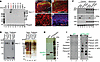 NaViPA1 binds to full-length NaV1.7 protein and phosphoinositides.