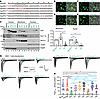 Define polybasic NLS and adjacent serine in NaviPA1.