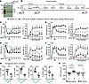 Treatment of established neuropathic pain by DRG AAV6-NaViPA1 in male rats.