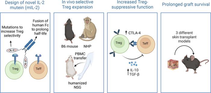 graphical abstract