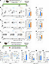 In vivo selective Treg expansion by mIL-2.