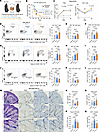 Effect of mIL-2 in a minor-mismatch skin transplant model.