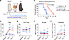 Effect of mIL-2 in combination with tacrolimus in a major-mismatch skin tra