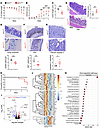 Ire1αΔRorc mice are more susceptible to DSS-induced colitis.