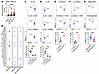 IRE1 modulators orchestrate cytokine production in human ILC3s; intestinal