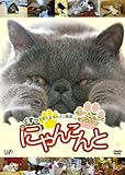 にゃんこんと~くすっと笑えるネコネコ動画 ホントはこんなこと言ってたりして~ [DVD]