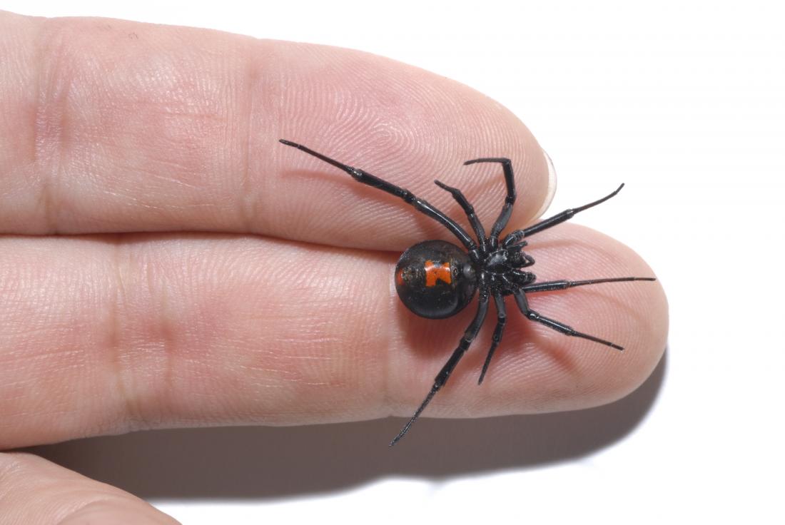 black widow spider