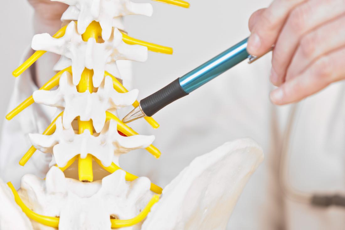 Hand pointing to model of spinal column, pointing out nerves running through the vertebrae of the lumbal spine.