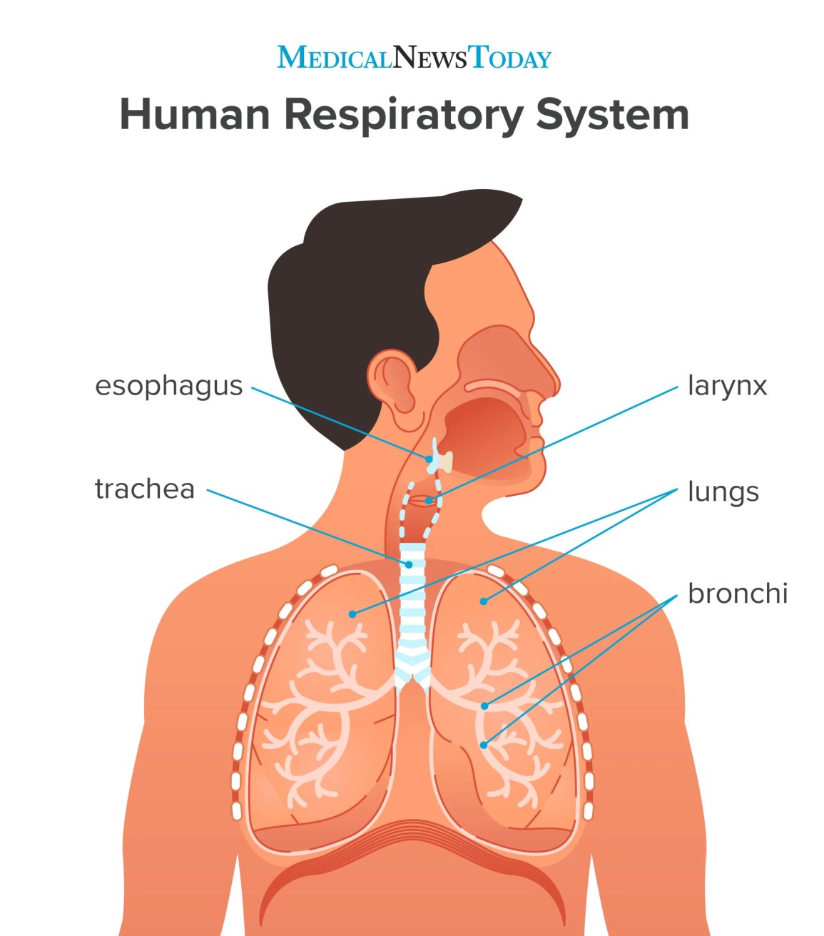 an infographic showing the human respiratory system including the trachea