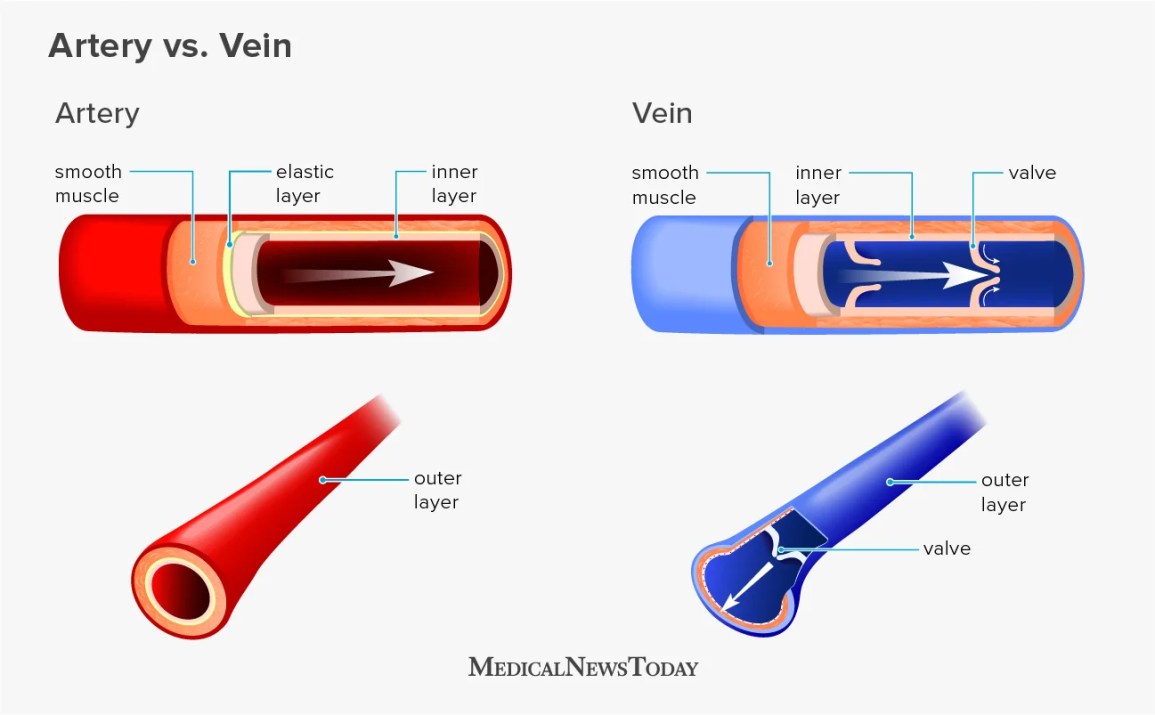 an illustration showing the difference between veins and arteries