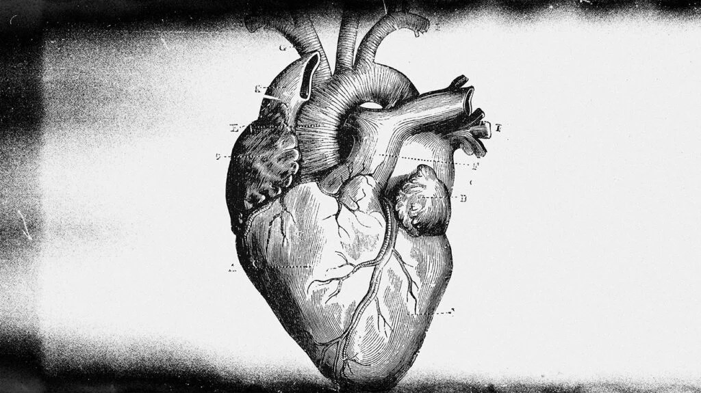 Anatomical medical illustration showing heart valves