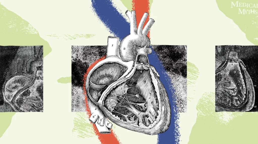 old anatomical drawing of a heart cut open