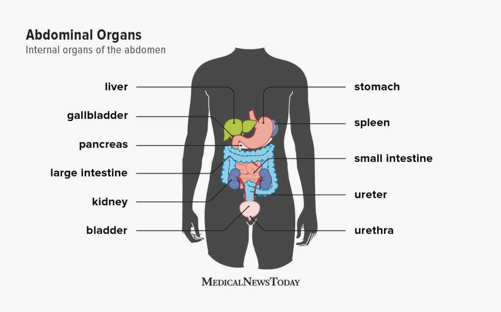 Illustration of abdominal digestive organs.