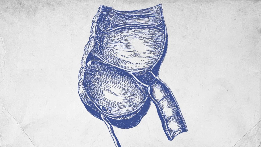 An engraved anatomical drawing of the colon in blue ink.