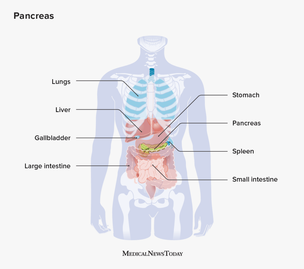 diagram showing pancreas